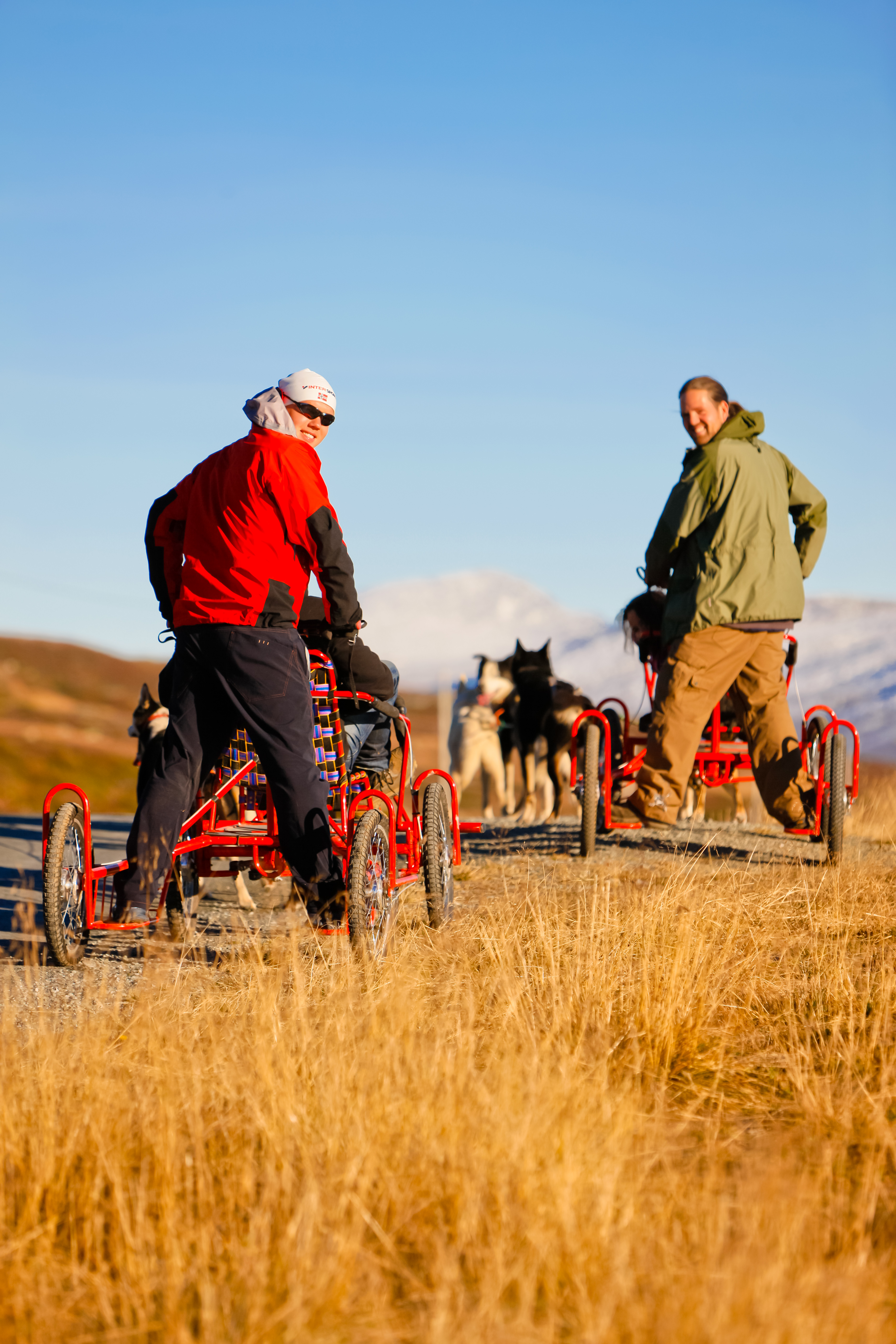 Hundeslede på hjul med Beito Husky Tours, sett bakfra i solrik høstvær